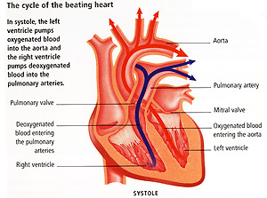 Beating heart cycle
